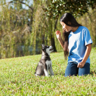 Can You Train a Puppy Before Six Months? Separating Fact from Folklore